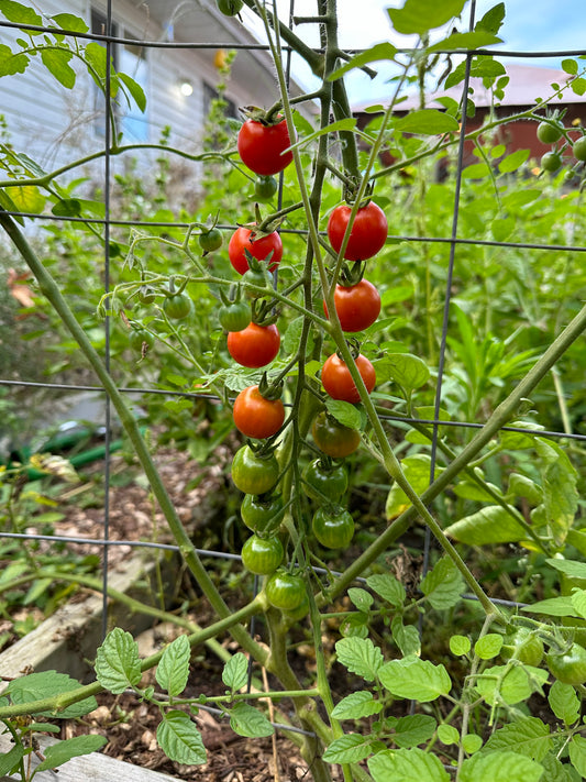 Tomato - Pink Bumble Bee