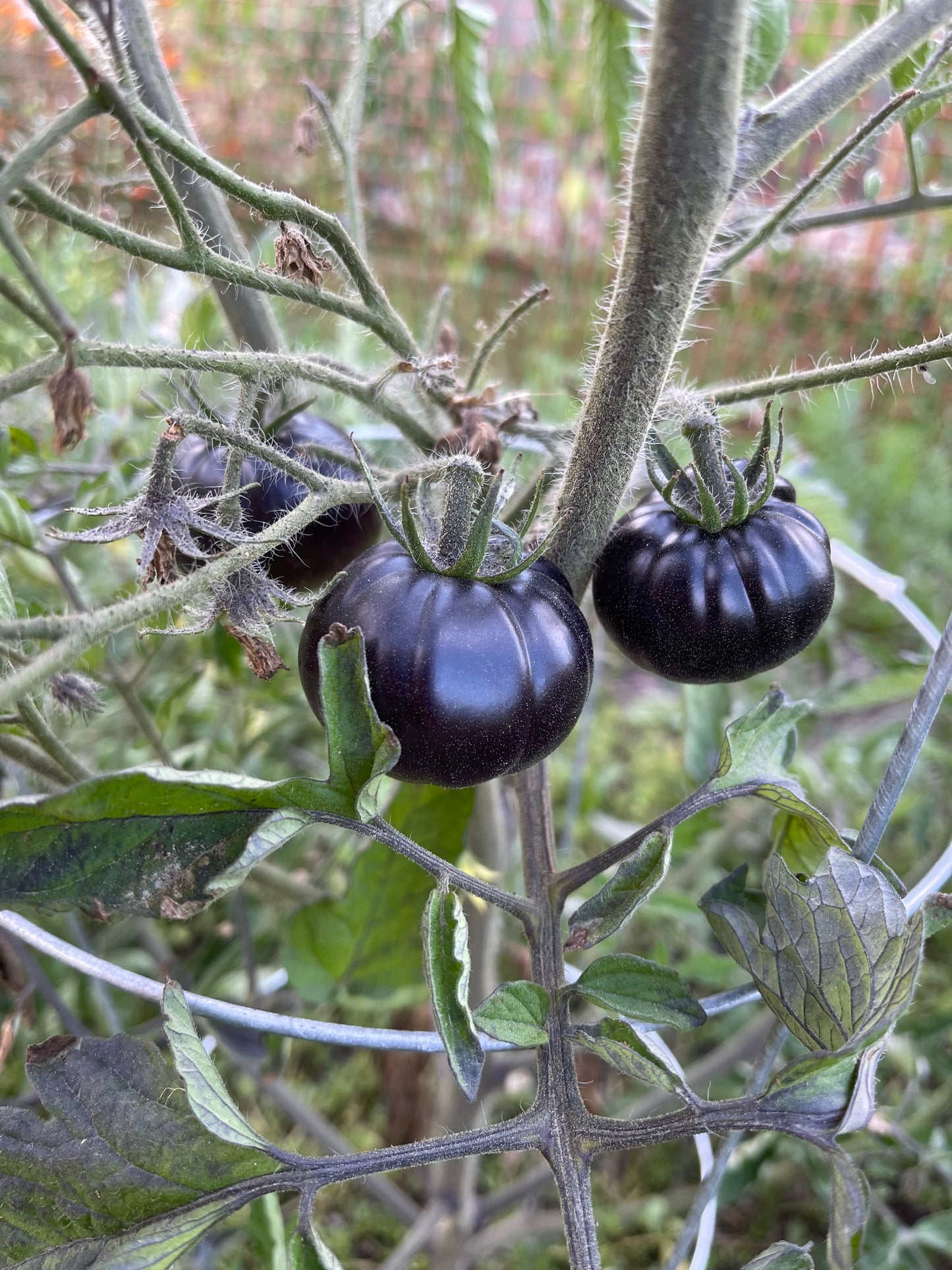 Tomato - Black beauty