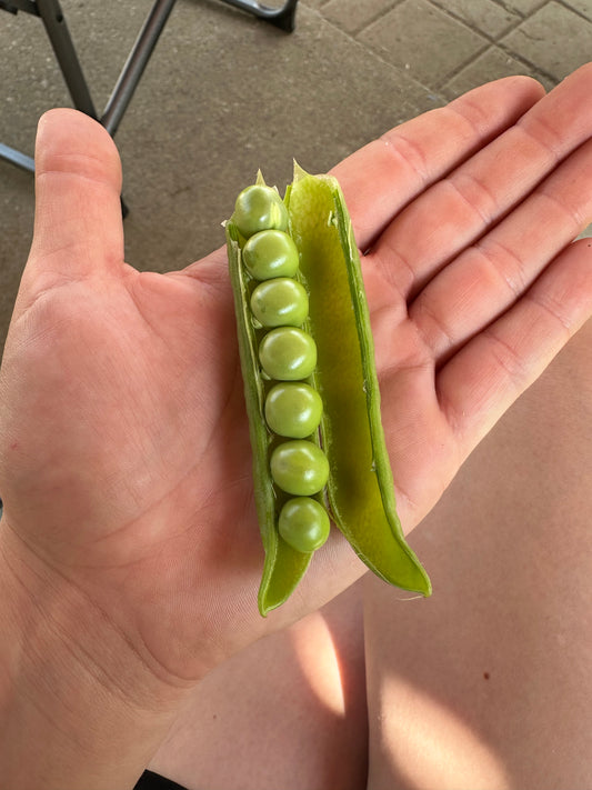 Peas - Lincoln Homesteader