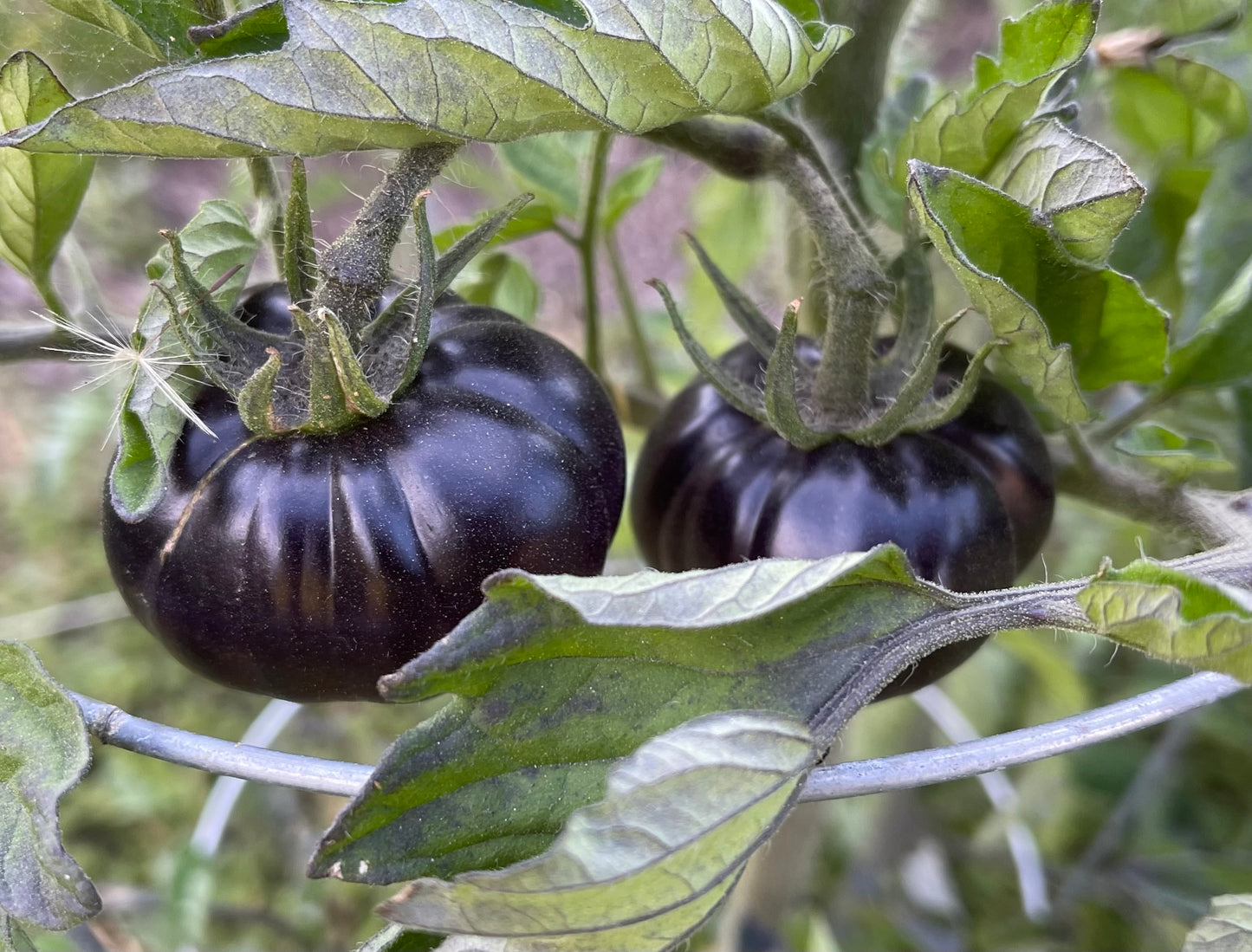 Tomato - Black beauty