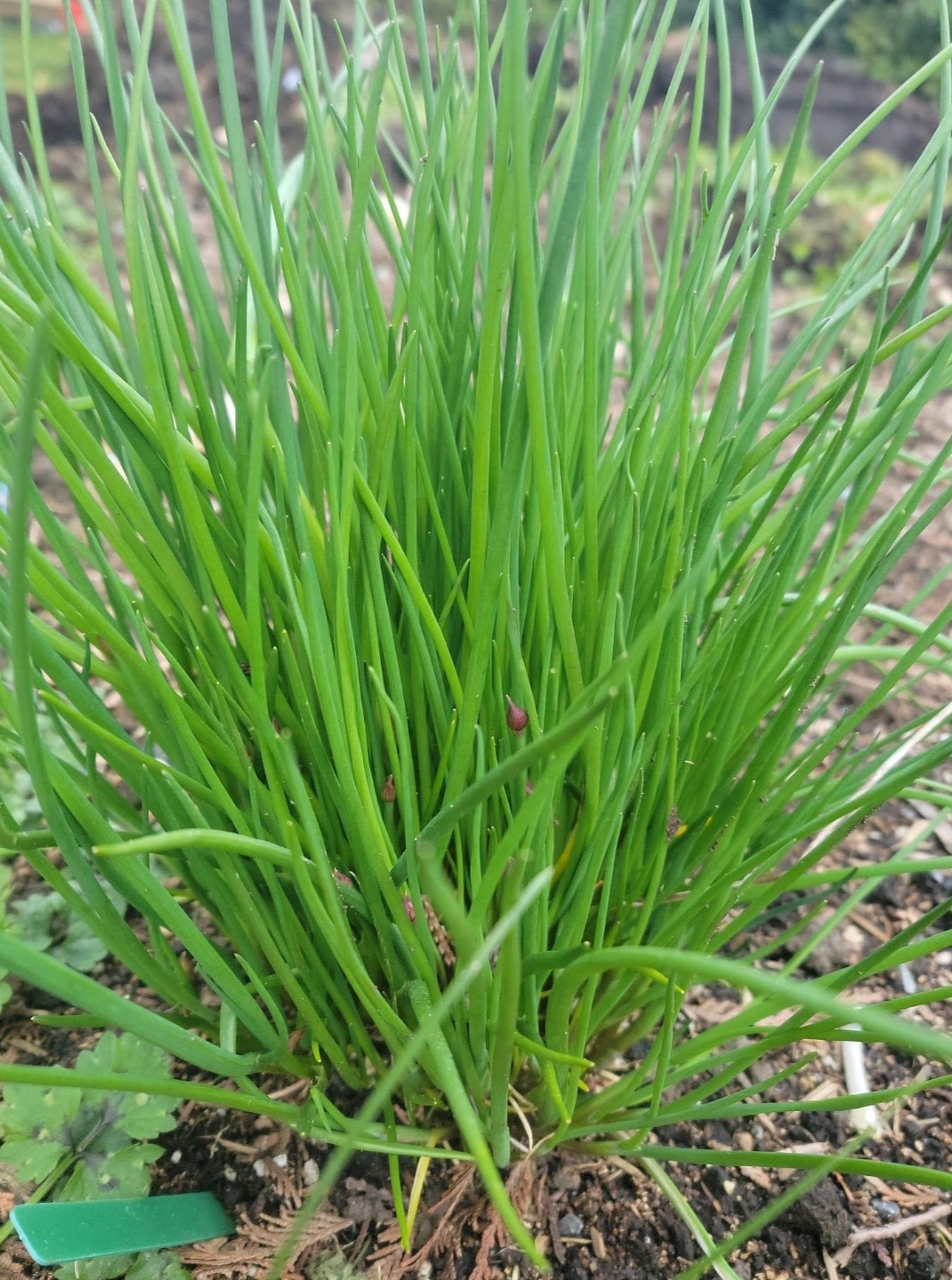 Chives