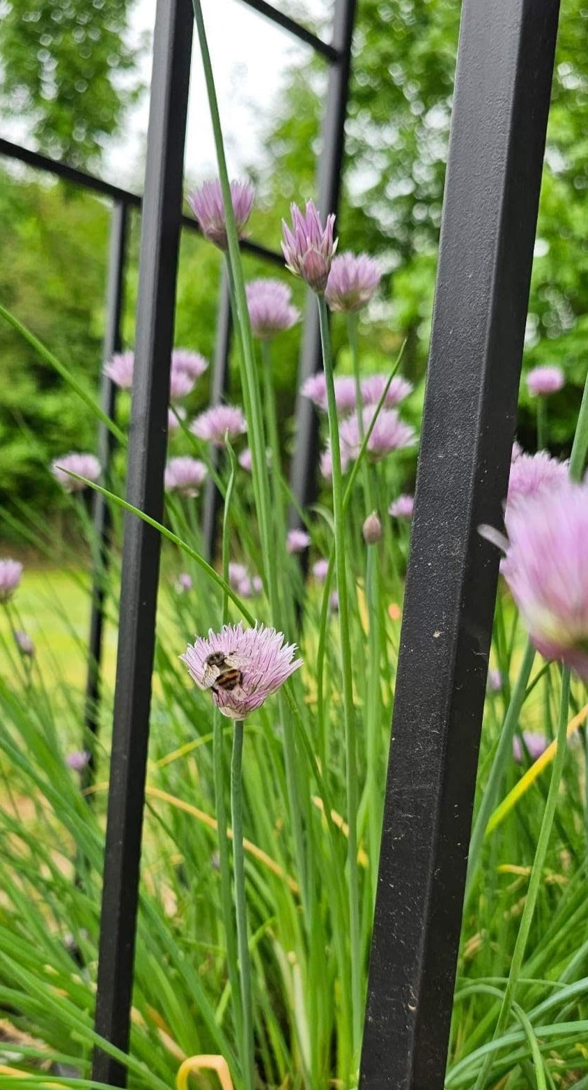 Chives