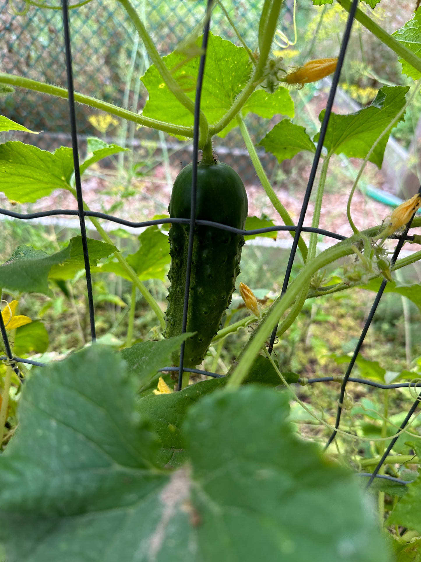 Cucumber - Early Russian