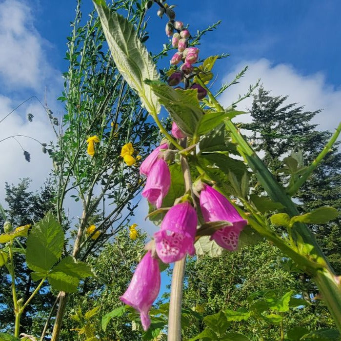 Foxglove