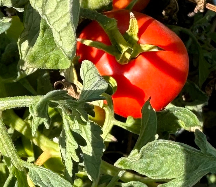 Tomato - Manitoba