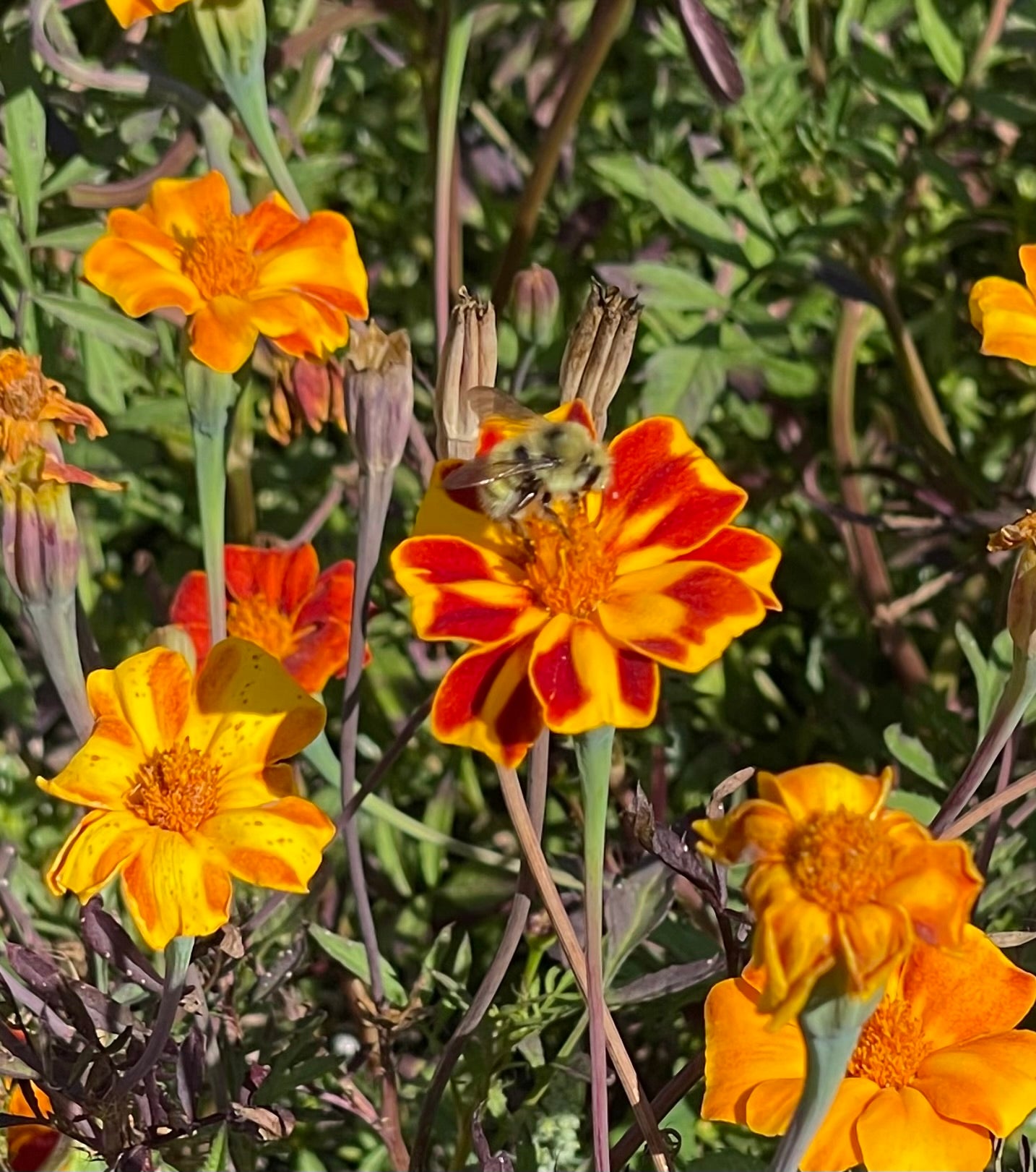 Marigold - Linnaeus Burning Embers