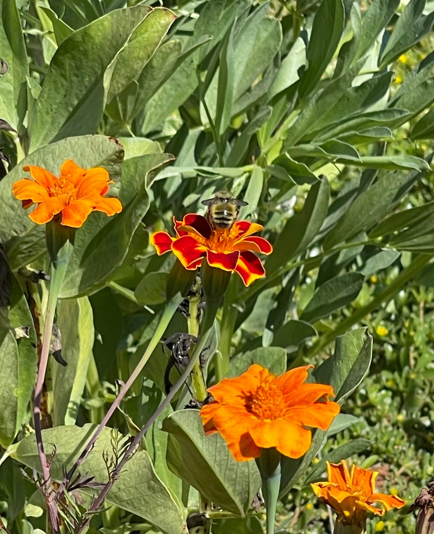 Marigold - Linnaeus Burning Embers