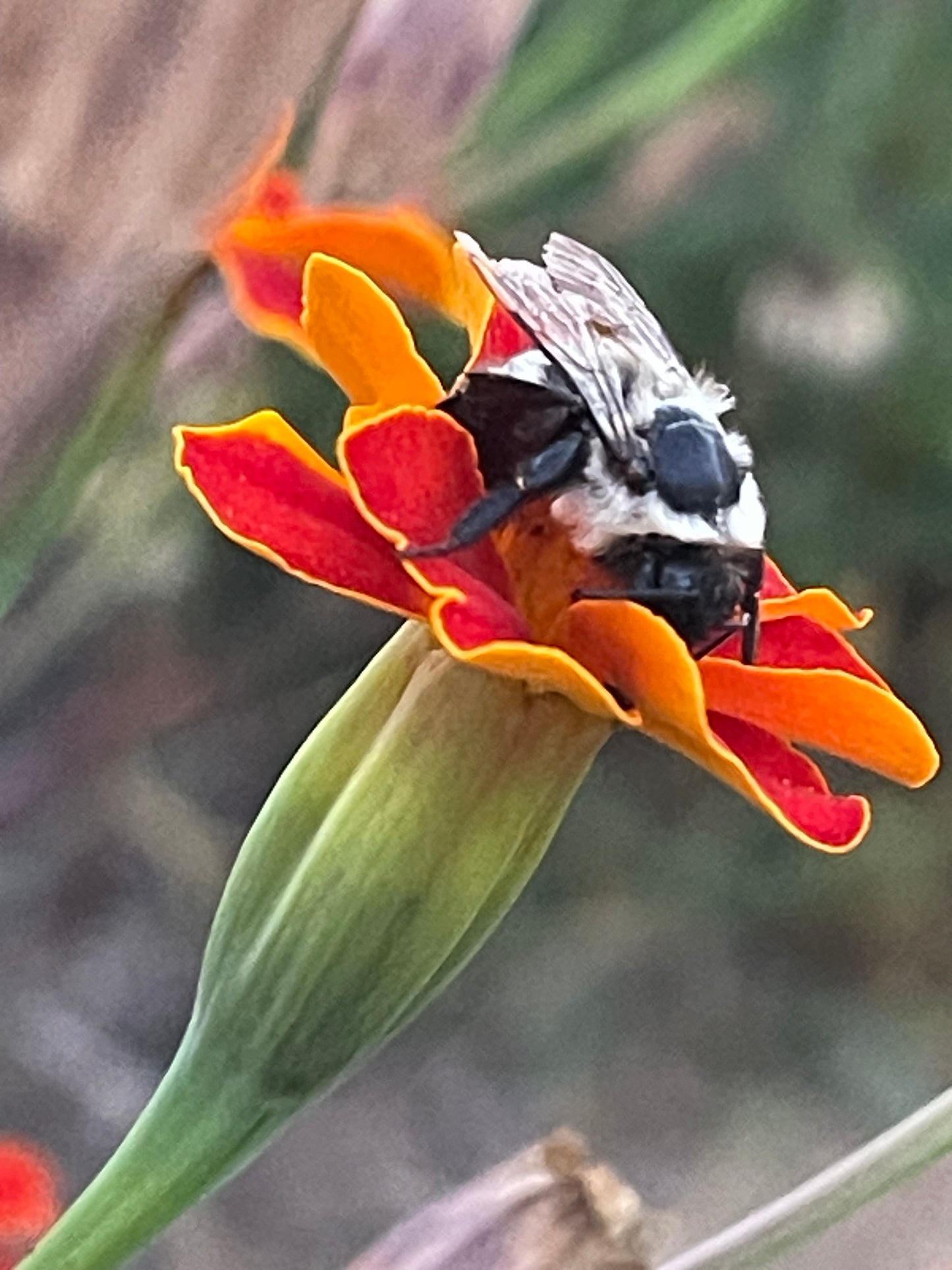 Marigold - Linnaeus Burning Embers