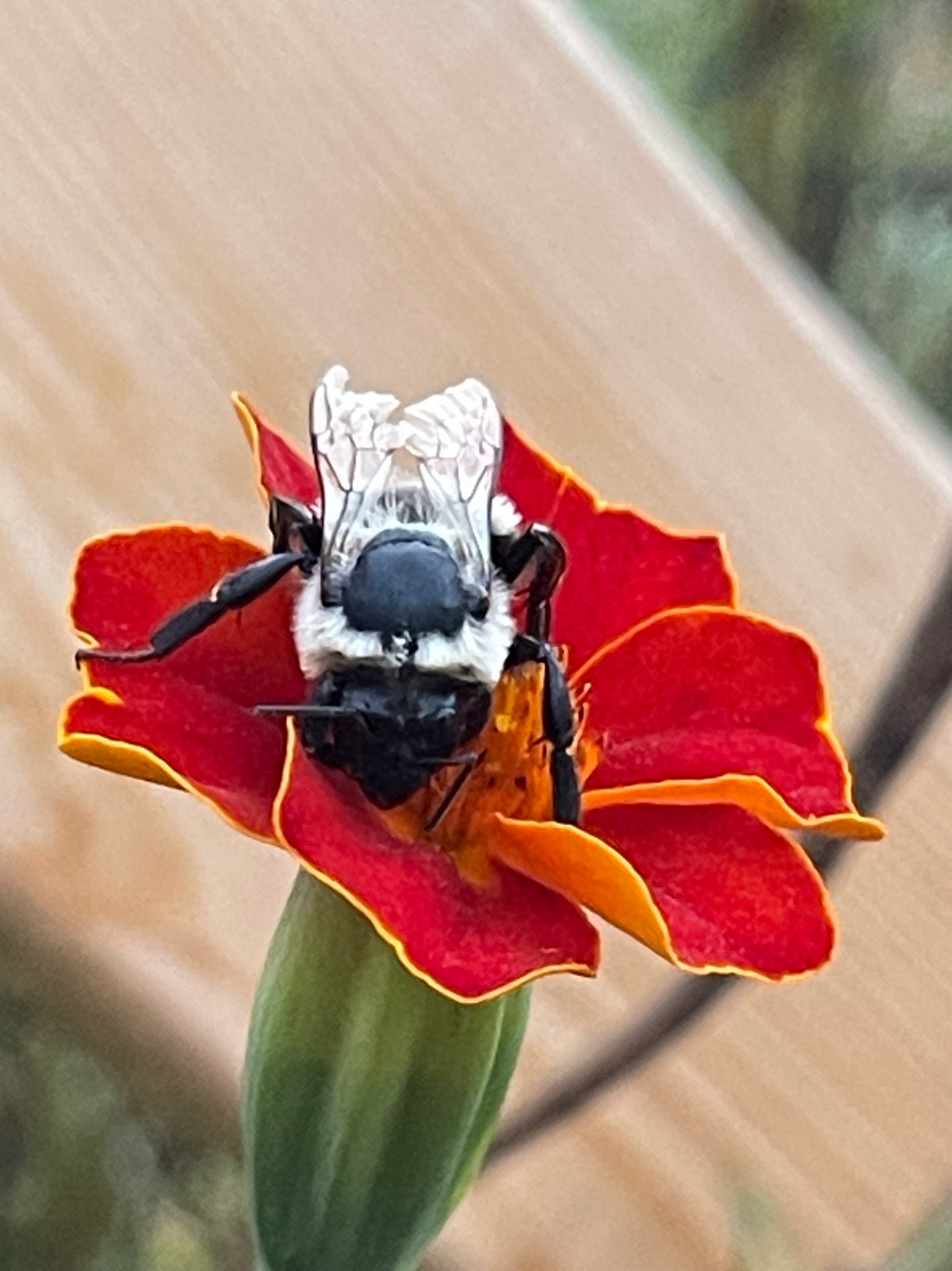 Marigold - Linnaeus Burning Embers