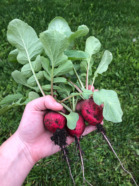 Radish - Cherry Belle