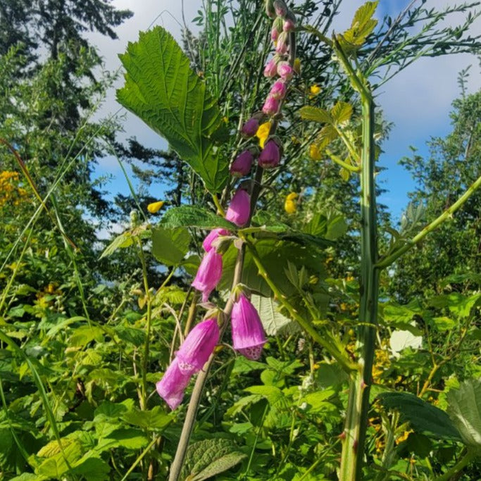 Foxglove